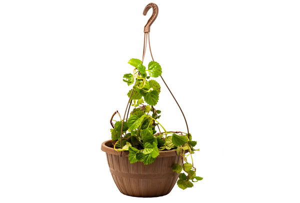 MACETA COLGANTE MADERA DNOVO